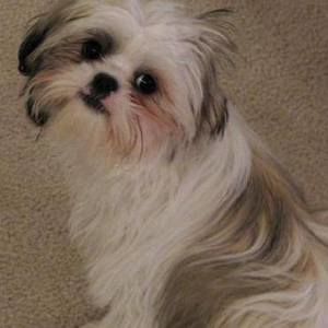 Meet your Posher, Beau